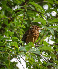 red tailed hawk