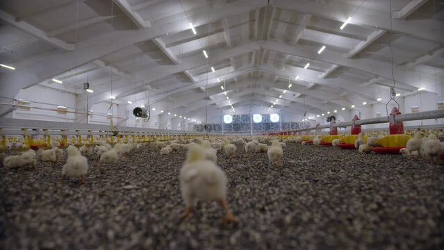 Indoors chicken farm, chicken feeding