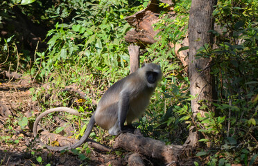 monkey in forest