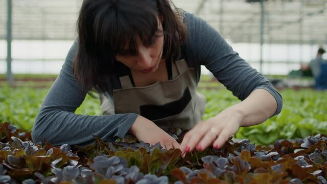Portrait of caucasian woman in greenhouse inspecting lettuce plants checking for damaged plants before harvesting. Agricultural worker in hydroponic enviroment doing quality control for bio crop.