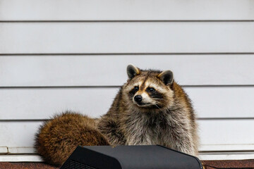 racoon on the roof