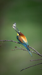  Insect-hunting Bee-eater, merops apiaster sitting on a branch waiting for its prey.