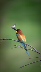  Insect-hunting Bee-eater, merops apiaster sitting on a branch waiting for its prey