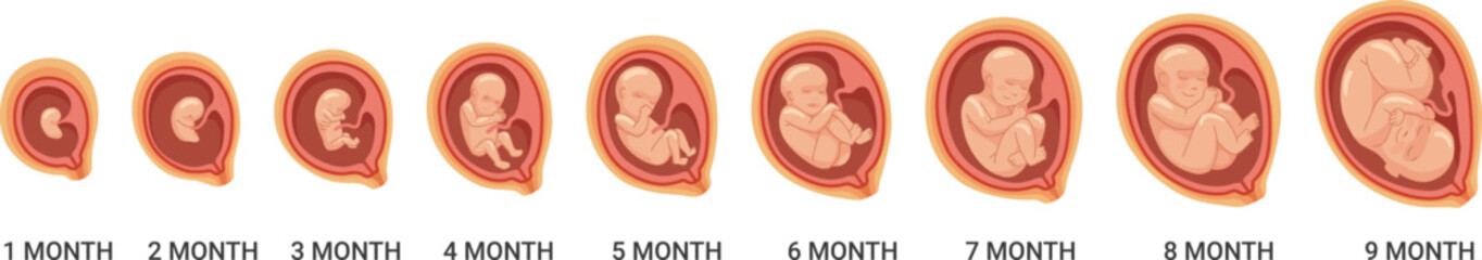 Fetal stages. Human embryo growth process. Pregnancy cartoon icon © ssstocker
