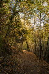 Parco dei cedri, città di Bologna, Emilia Romagna