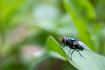 Calliphora vomitoria is a type species of the genus Calliphora