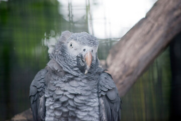 Obraz premium the young african grey parrot bill will change color to black and its eyes will appear yellow when it reach adulthood
