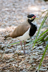 this is a side view of a banded lapwing