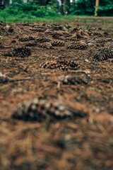Coniferous forest after the rain