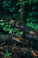 Coniferous forest after the rain