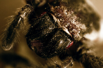 close up/ macro dead and dry spider's face