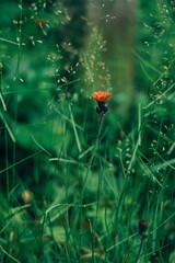 Coniferous forest after the rain
