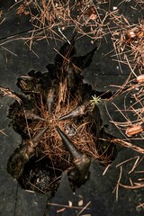 Coniferous forest after the rain