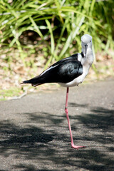 this is a side view of a black winged stilt standing on one leg