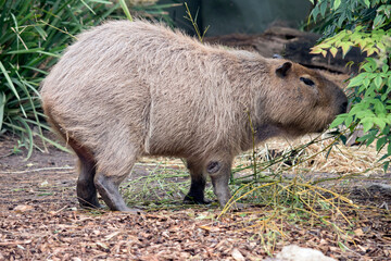 the capybara is a very large rodent found in South America