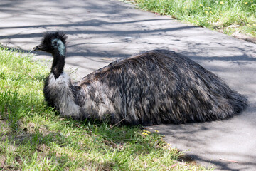 the emu is resting on the grass