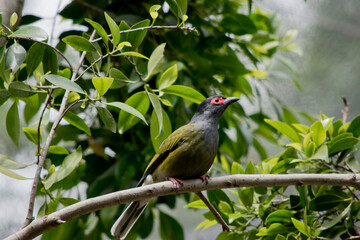 the male figbird is resting in a tree