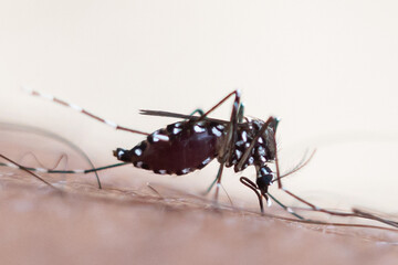 mosquitoes that bite human skin