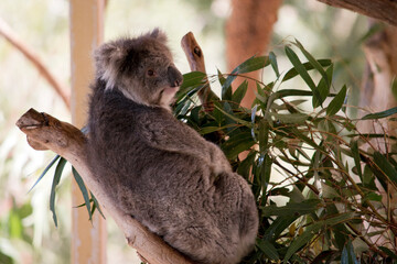 the koala ia sitting in the fork of a tree