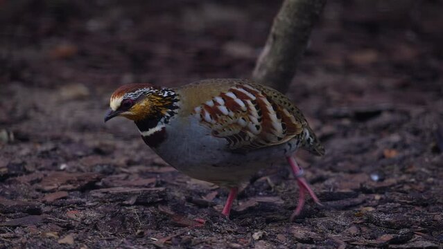 White-necklaced partridge close up. White-necklaced partridge (Arborophila gingica), also known as the collared partridge or Rickett's hill-partridge, is a species of bird in the family Phasianidae
