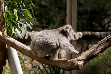 Obraz premium the koala is a grey marsupial with white fluffy ears and a large nose that climbs trees