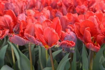 Red tulip petals on blurred background