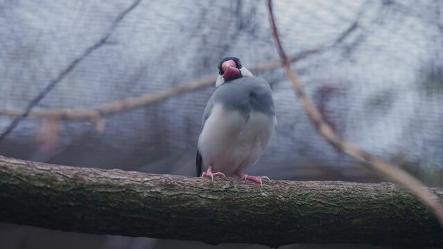 Close up Java sparrow sitting on a branch. The Java sparrow (Padda oryzivora), also known as Java finch, Java rice sparrow or Java rice bird, is a small passerine bird.