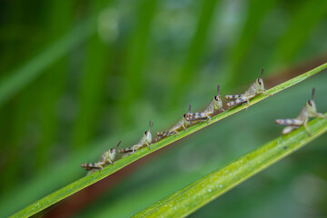green grasshopper perched on a leaf