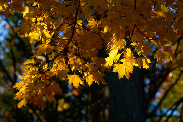 Golden Yellow Autumn Maple Leaves. Fall maple leaves in a forest.

