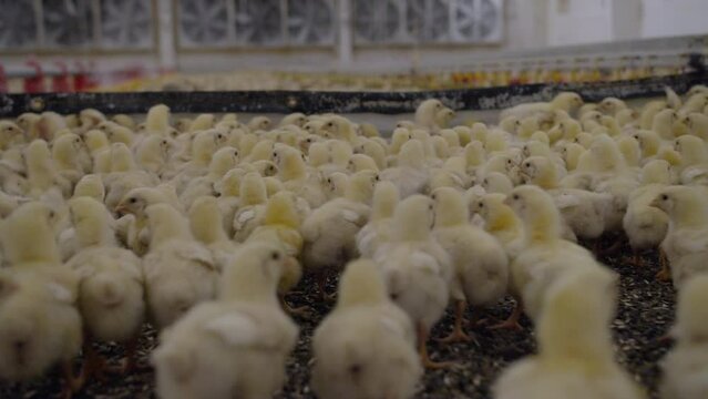 Indoors chicken farm, chicken feeding
