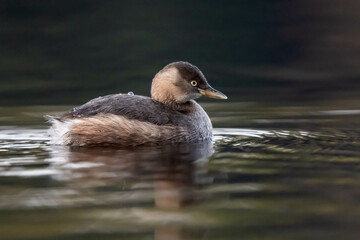 Little grebe in winter.