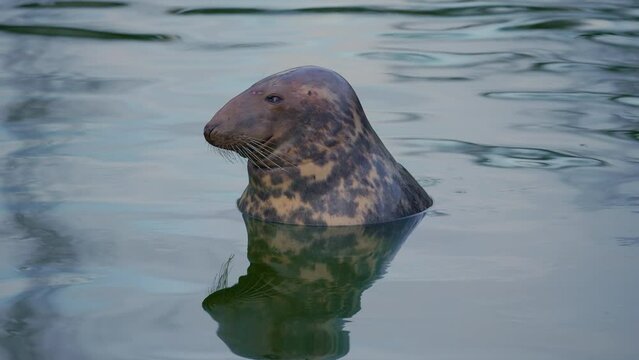 Phoca, Nerpa, Grey or Spotted seal head close up. The seal's head rises above the water.