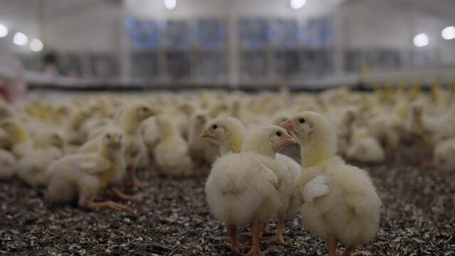 Indoors chicken farm, chicken feeding
