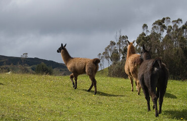 Three alpacas in the nature. Brown and black color