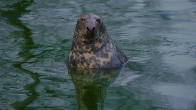 Phoca, Nerpa, Grey or Spotted seal head close up. The seal's head rises above the water.