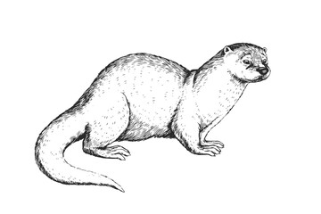 Vector hand-drawn vintage illustration of otter in engraving style. Sketch of animal isolated on white.