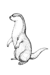 Vector hand-drawn vintage illustration of otter in engraving style. Sketch of animal isolated on white.