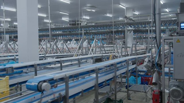 Conveyor Poultry Processing modern Plant. chicken meat. Chicken factory line