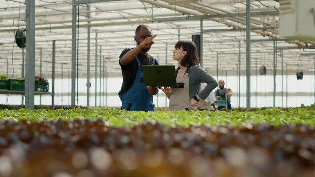 Two diverse organic farm workers using laptop with agricultural management software and pointing at rows with lettuce crops. Man and woman holding portable computer planning harvesting campaign.