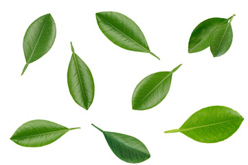 Lime leaves isolated on white background. top view
