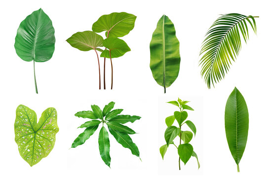 Set of Tropical green leaves on white background.
