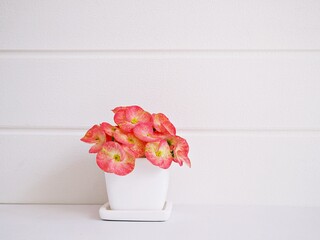 Flowers bouquet in pot on table, Crown of thorns dark pink ,Christ plant ,Euphoria Milii ,Christ thorn ,Euphorbia ,Giant Thai red ,Euphorbiaceae geroldii  space for text or lettering pretty background