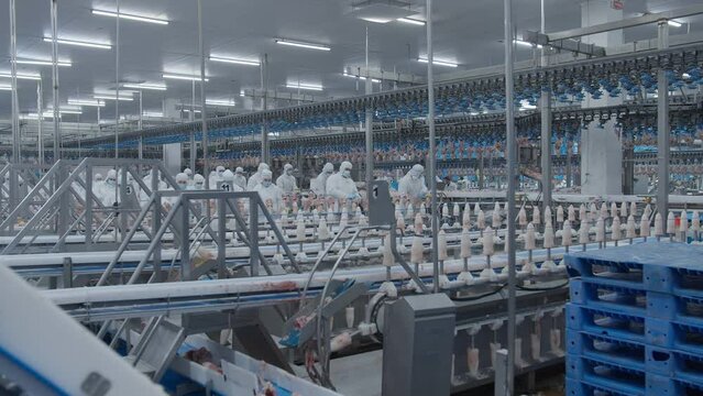 Conveyor Poultry Processing modern Plant. chicken meat. Chicken factory line