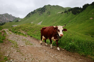 View of a cow on the town of Vacheresse in Haute-Savoie