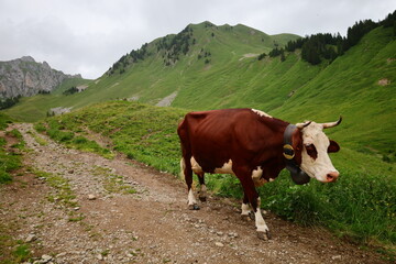 Fototapeta na wymiar View of a cow on the town of Vacheresse in Haute-Savoie