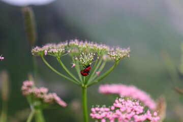 View of flowers on the town of Vacheresse in Haute-Savoie