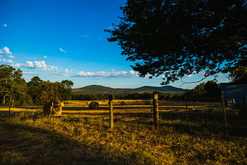 morning in the field