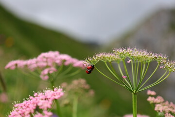 View of flowers on the town of Vacheresse in Haute-Savoie