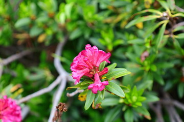 View of flowers on the town of Vacheresse in Haute-Savoie