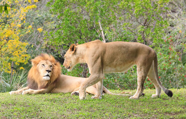 Lions Family portrait with yellow and green background